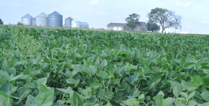 Illinois soy farm