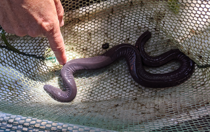 Caecilian Captured in South Florida