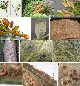 Symptoms and signs of Volutella blight on boxwood