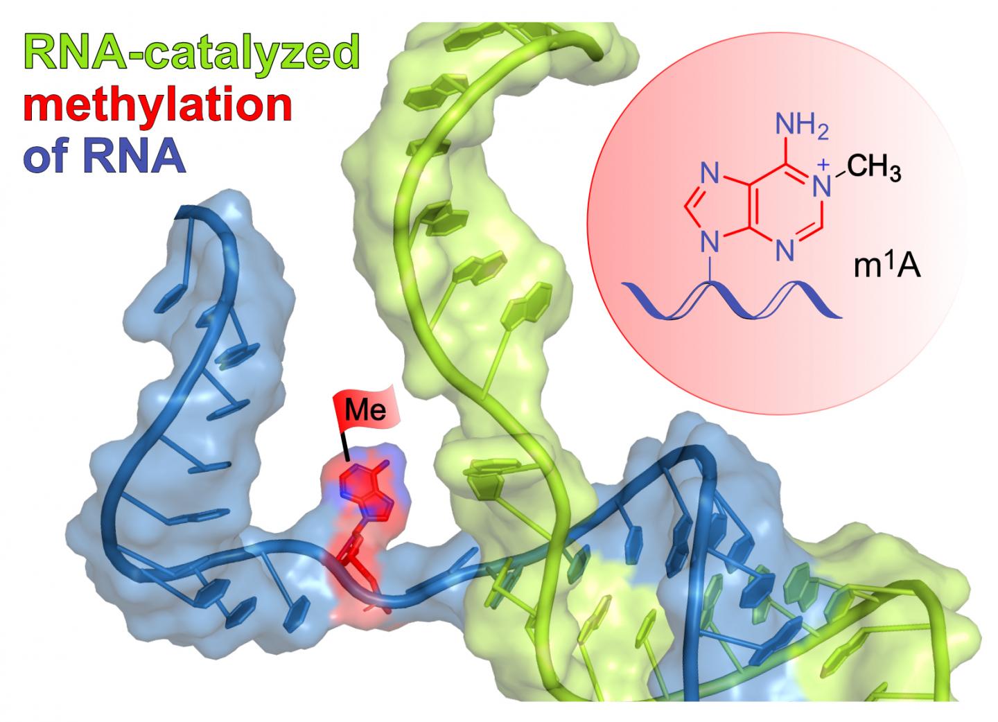 New Ribozyme