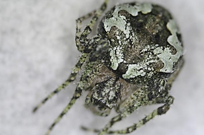 Adult <i>Araneus bonali sp. n.</i>