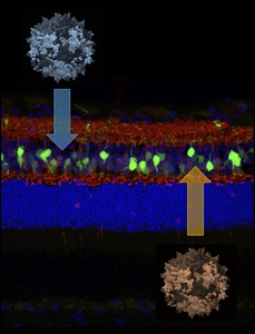 Correcting night blindness in dogs with gene therapy