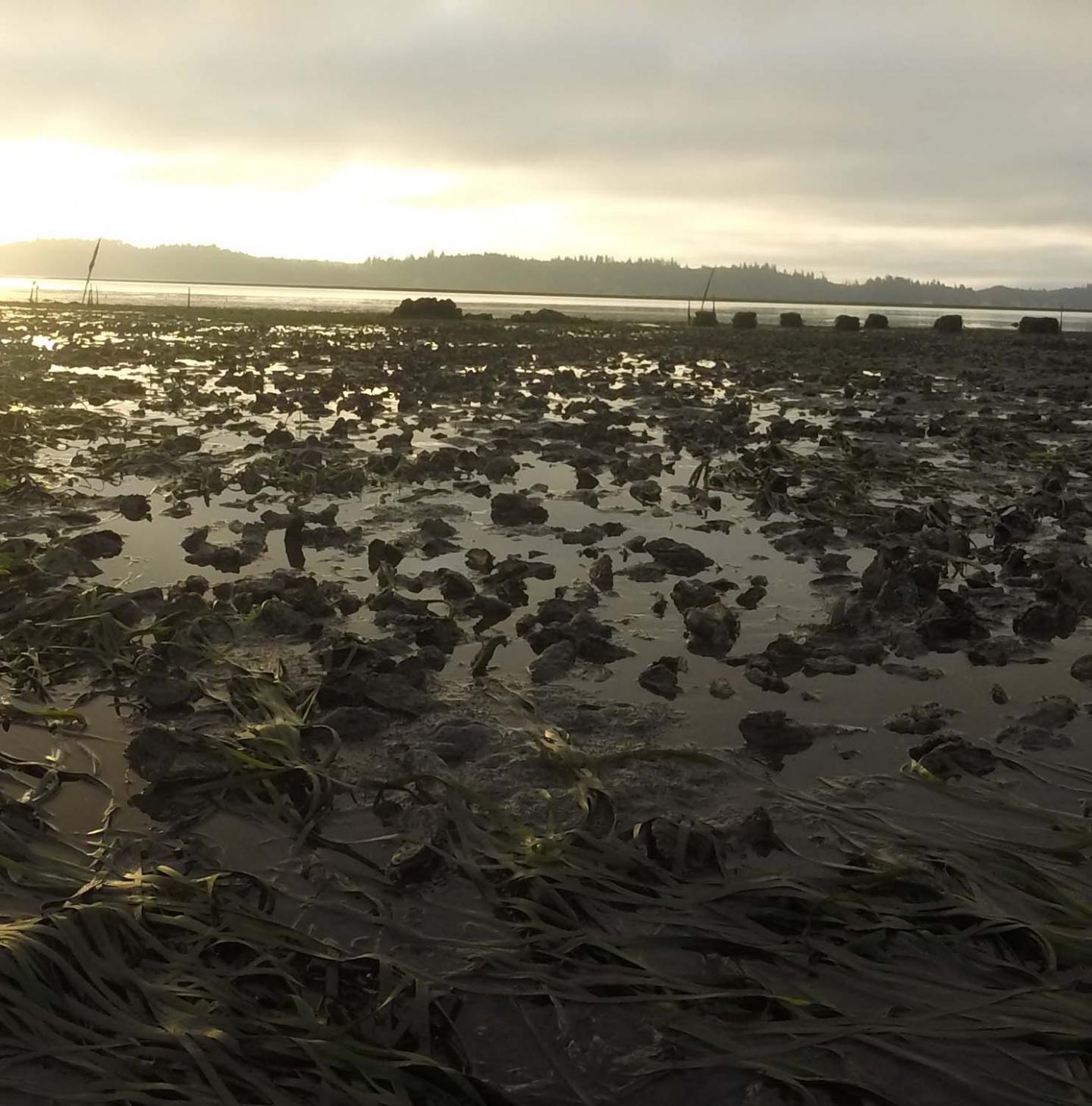 Oysters on Willapa Bay