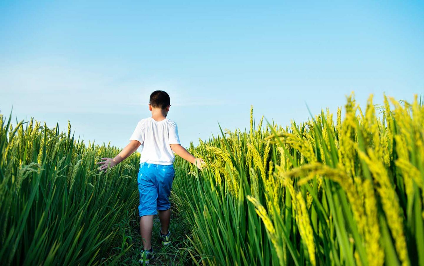 Little boy walking in a rice field