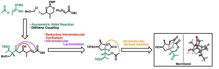 The Concept of Total Synthesis of Merrillianin