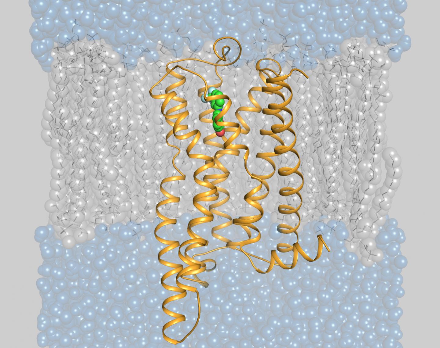 Model of the Bitter Receptor TAS2R14 4 with Activator (Ligand) Flufenamic Acid