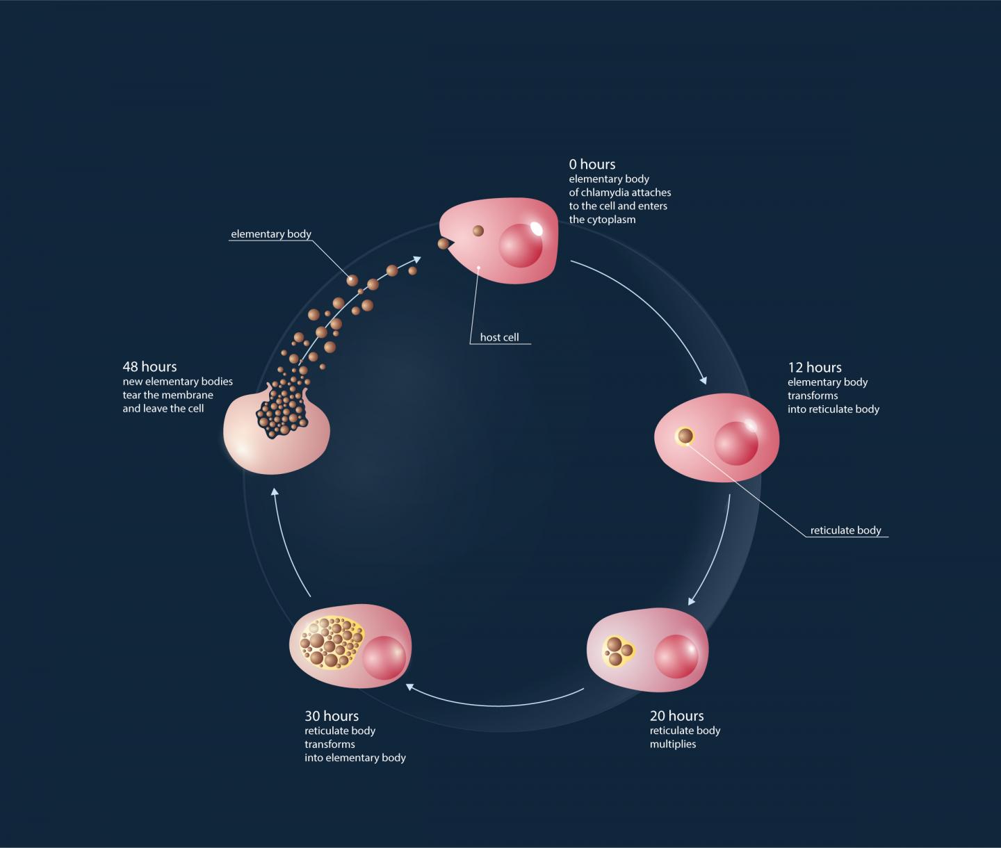 Chlamydia Lifecycle