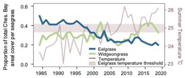 Changes in eelgrass, widgeongrass, and temperature over time