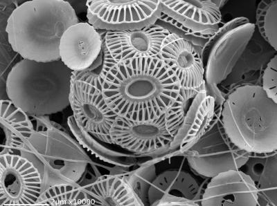 <i>Emiliania huxleyi</i>