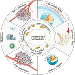 Smart Transformable Nanoparticles Promise Advances in Tumor Diagnoses, Treatment