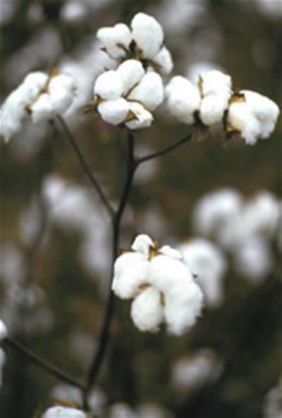 Cotton