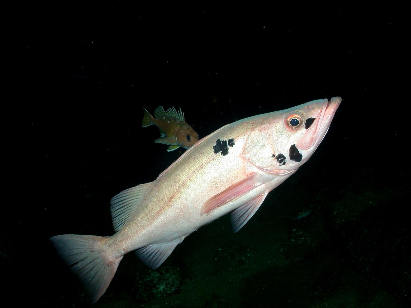 Bocaccio Rockfish [IMAGE] EurekAlert! Science News Releases