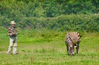 Tim Caro Observes Zebra