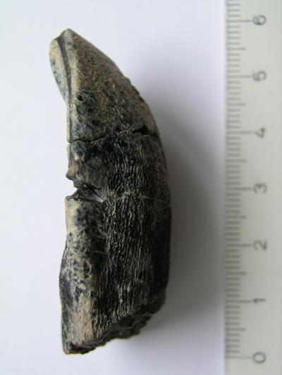 Dinosaur Tooth