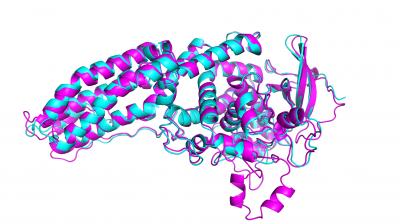 Protein from the bacteria that causes Legionnaires disease