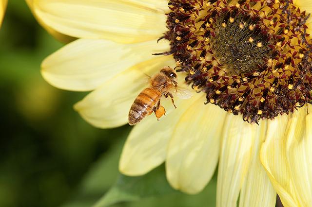 Honey Bee on a Sunflower
