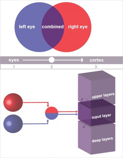 Where Eye Signals Blend