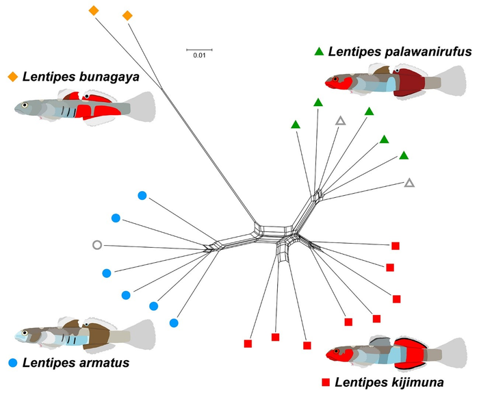 Evolutionary lineages of four Lentipes species