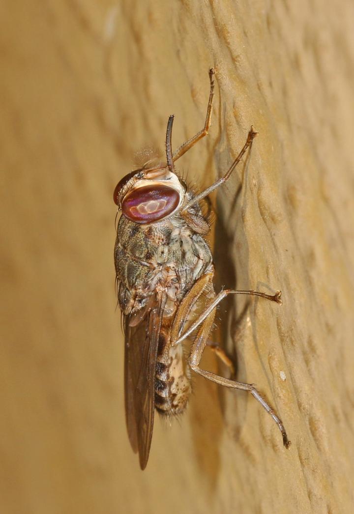 Tsetse Fly [IMAGE] | EurekAlert! Science News Releases