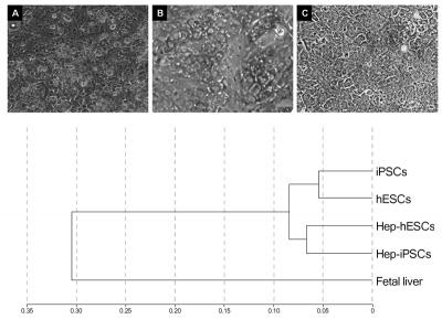 Induced Pluripotent Stem Cells