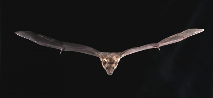 Pale Spear-Nosed Bat