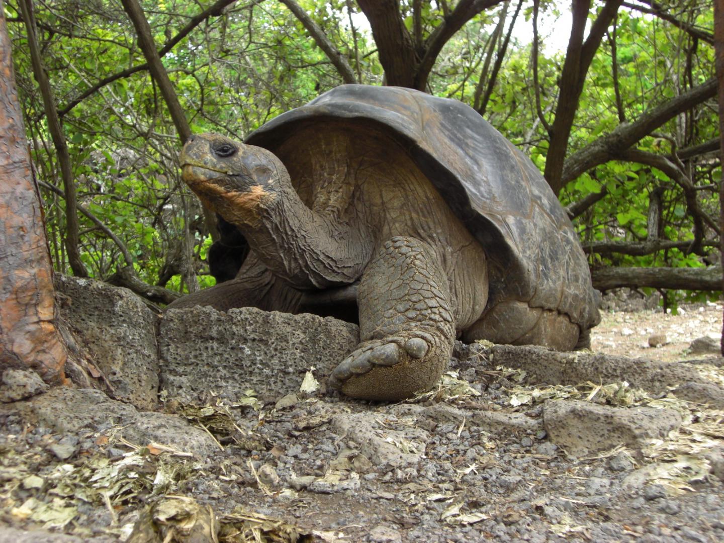 Galapagos Tortoise