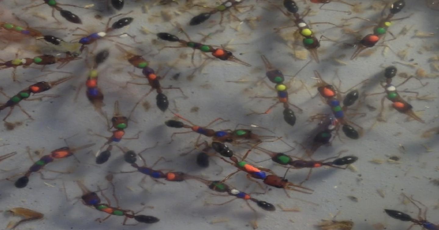 Dueling Ants Vying to Become Replacement Queen