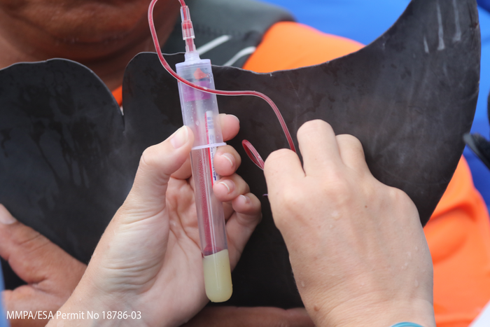 During common bottlenose dolphin capture-release health assessments, researchers collect blood for a wide array of tests.