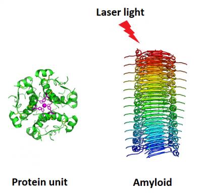 Properly Functioning Protein and Amyloid