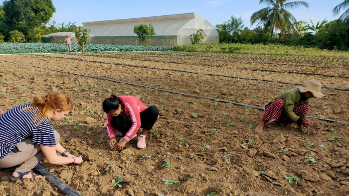 planting in cambodia