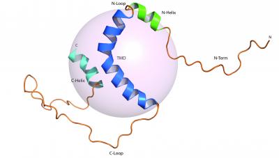 Image of Alzheimer's Molecule Hints at Therapy (1 of 2)