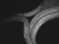 Micrograph of Live Adult <i>Caenorhabditas elegans </i>Worms
