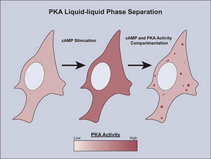 PKA Liquid-liquid Phase Separation