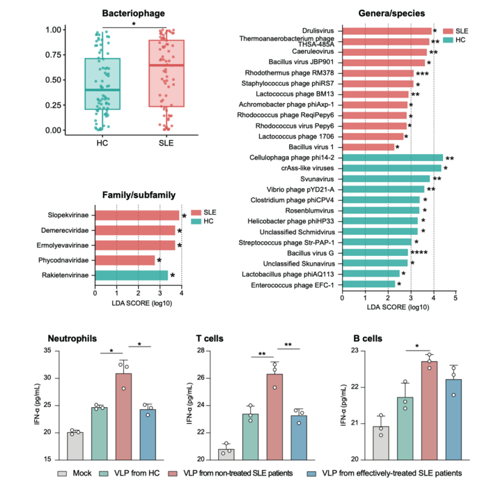 The taxonomic profile and the interferon-α-stimulatory capacity of gut virus-like particles in patients with systemic lupus erythematosus