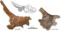 Mercuriceratops Gemini Skull Fragments