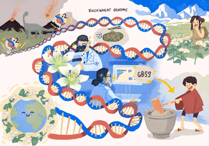 Buckwheat genome sequencing