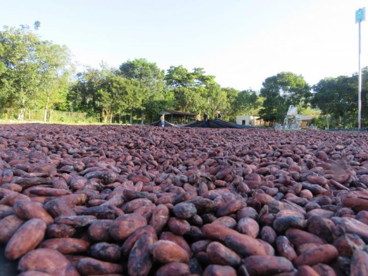 Cocoa Beans Drying