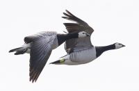 Flying Barnacle Geese
