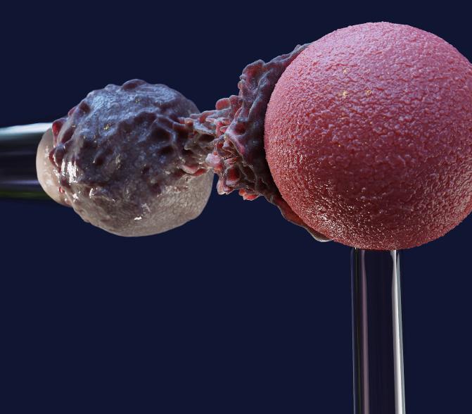 Model of white blood cell protrusion