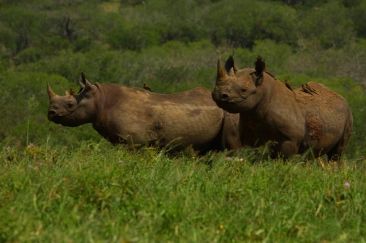 Black Rhinos Face Downwind