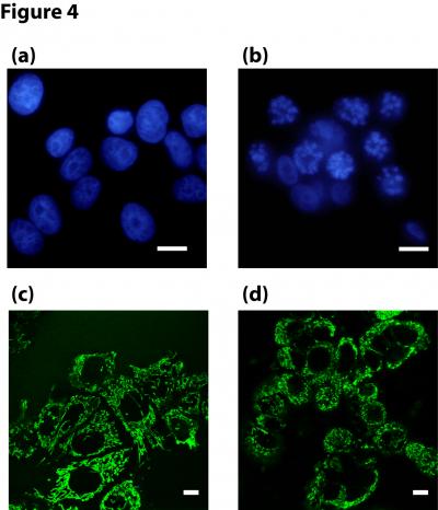 Cancer Cells