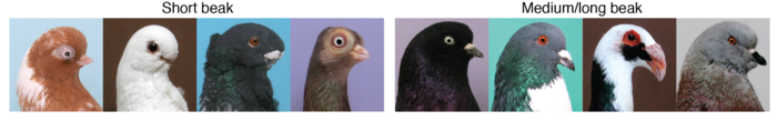 Short beak breeds all have same mutation in ROR2 gene