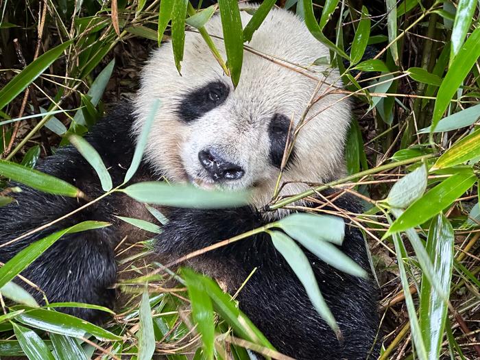 A giant panda in Shaanxi Foping National Nature Reserve eating bamboo shoots