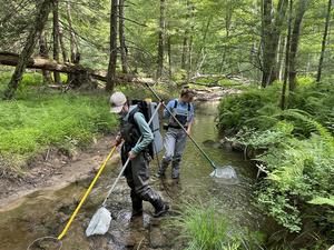 researchers search for brook trout to sample