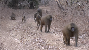 Guinea baboons filing along one of the dirt roads in the study area.
