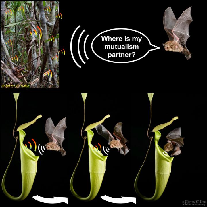 Plant and Bat Mutualism