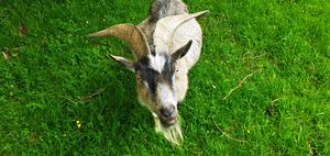 Goats can tell if you are happy or angry by your voice alone