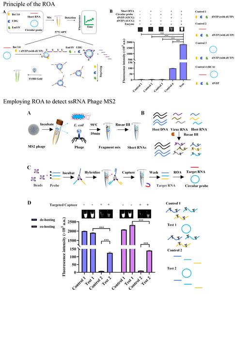 A sensitive one-pot ROA assay for rapid miRNA detection