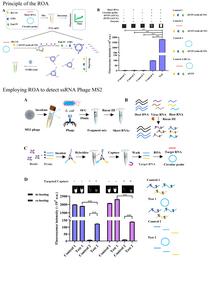 A sensitive one-pot ROA assay for rapid miRNA detection