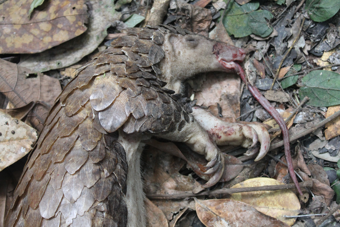 Pangolin